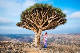 جزایر یمن